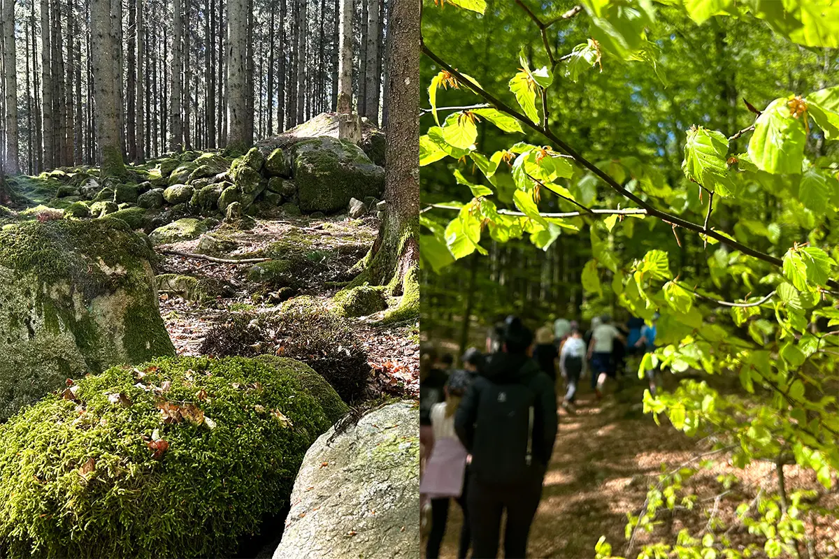 Bildmontage om 2 bilder. Till höger syns en bild med stenar med mossa på och i bakgrunden finns trädstammar. Till vänster syns en bild med boklöv i fokus, i bakgrunden är en grupp människor på led i ofokus.