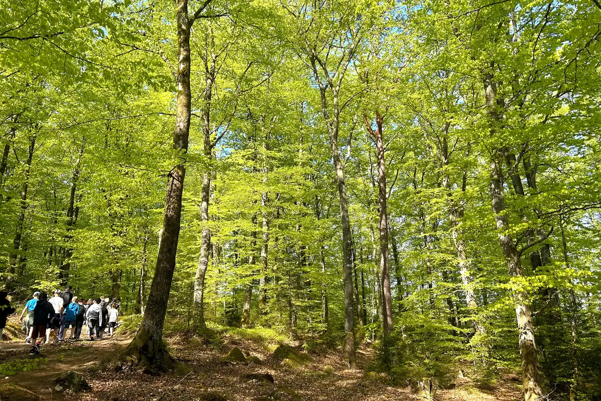 En grön bokskog. Till vänster går barn på led längs en stig. 