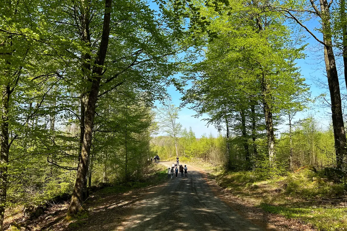 En grusväg med gröna träd vid sidorna. längst bort i bild syns en grupp barn promenera.