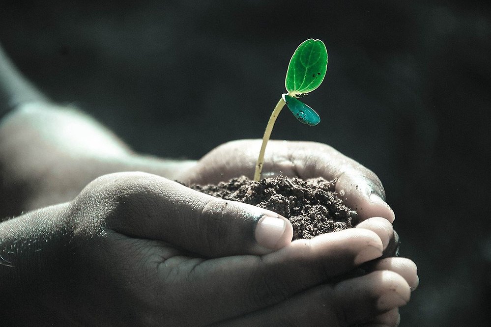 Kupade händer håller en späd planta planterad i jord.